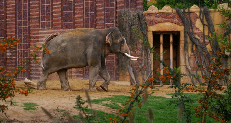 06Leipzig_Zoo_Elefant.jpg - Wie in Stein gemeißelt. Die Elefanten im Leipziger Zoo haben ein liebevoll gestaltetes Gehege.