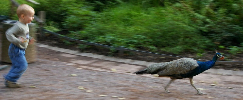12Pfau_speed.jpg - Ein kleiner Junge verfolgt einen Pfau. Dieses rasante Foto entstand ebenfalls im Zoo Leipzigs.
