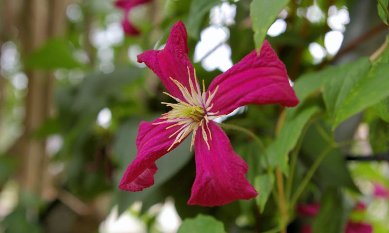 pentax003.JPG - Die Hitze des Julis machte auch der Pflanzenwelt zu schaffen. Wenn schon die Form leiden musste, behielt diese Blüte wenigstens eine ansprechende Farbe.