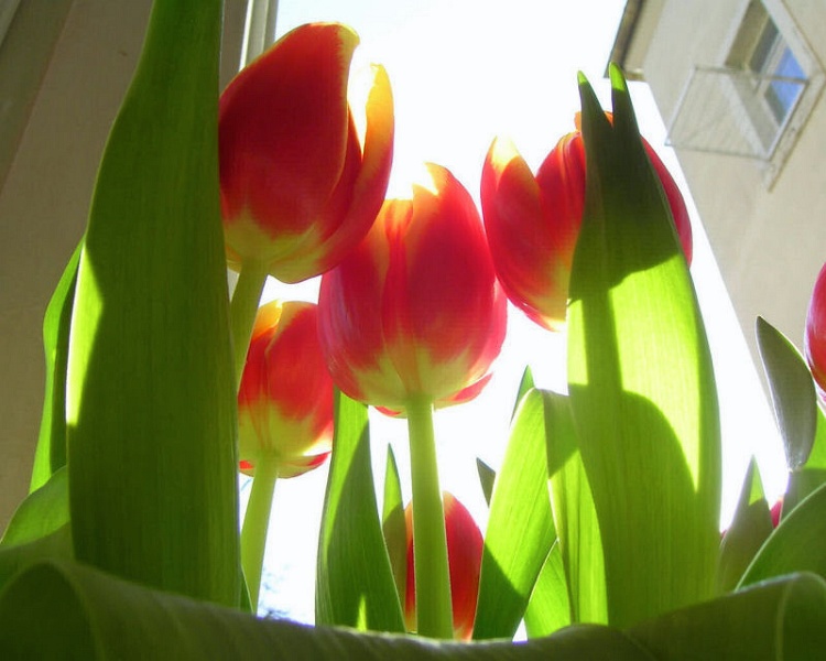 Foto027.jpg - Tulpen sehen immer wieder unnatürlich aus. Besonders aus dieser Perspektive. Eine sehr elegante Blume.