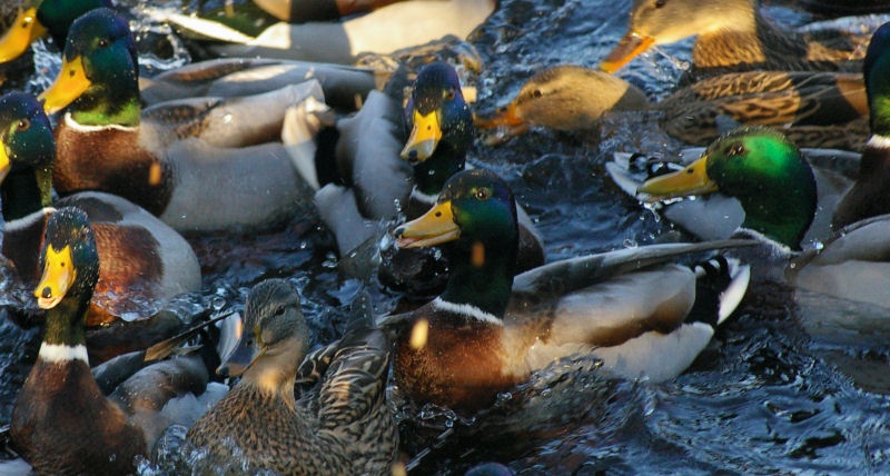 07enten.jpg - Enten während der Fütterung (es fliegen auch Brotkrumen durchs Bild). Kurze Belichtungszeit, da sich die Tiere wirklich hektisch auf die Beute stürzten.