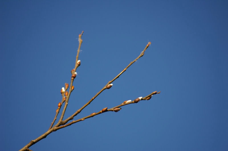 11zweig.jpg - Diese Bild wurd am 27. Dezember aufgenommen. Die ungewöhnliche Wärme lies die Bäume knospen.