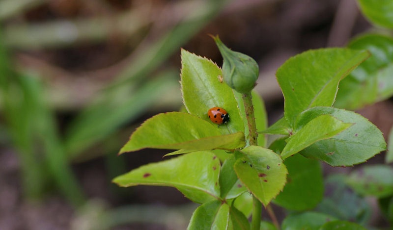 Marienkaefer.jpg - Was soll ich schon noch dazu sagen? Ein Marienkäfer sitzt auf einer Pflanze. Schöner Komplementärkontrast.