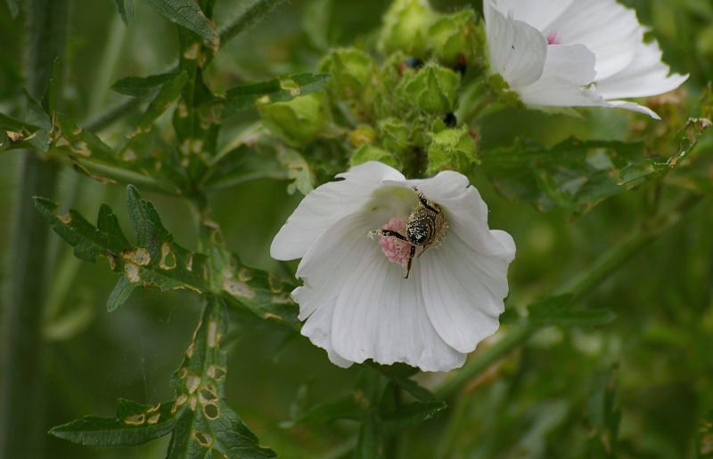 fleissiges_Bienchen.jpg - Eine Biene sult sich geradezu im Nektar und Pollen. Die Blätter wurden im übrigen von einer Armarda von Schnecken zerfressen. Diese Plagegeister machten den erzgebirgischen Pflanzen in diesem Jahr das Leben schwer.