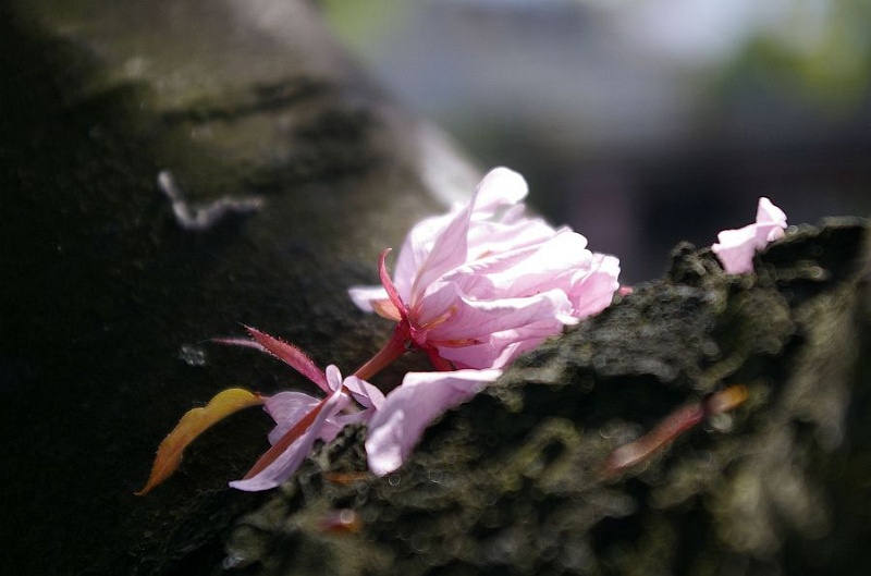 Kirschbluete.jpg - Die Zeit der Kirschblüte sorgt mancherorts für eine wahre Blütenpracht. Manchmal aber auch für wunderbare Details.